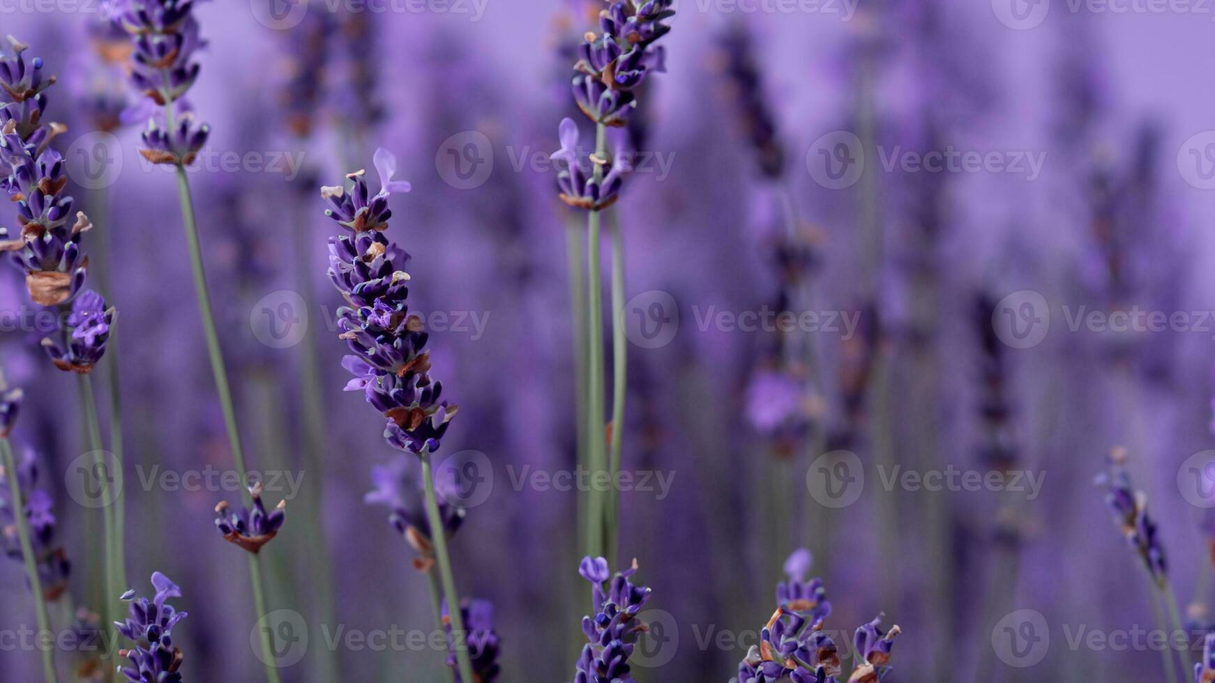 hoog detail, detailopname van lavendel bloemen, geïsoleerd Aan zwart foto