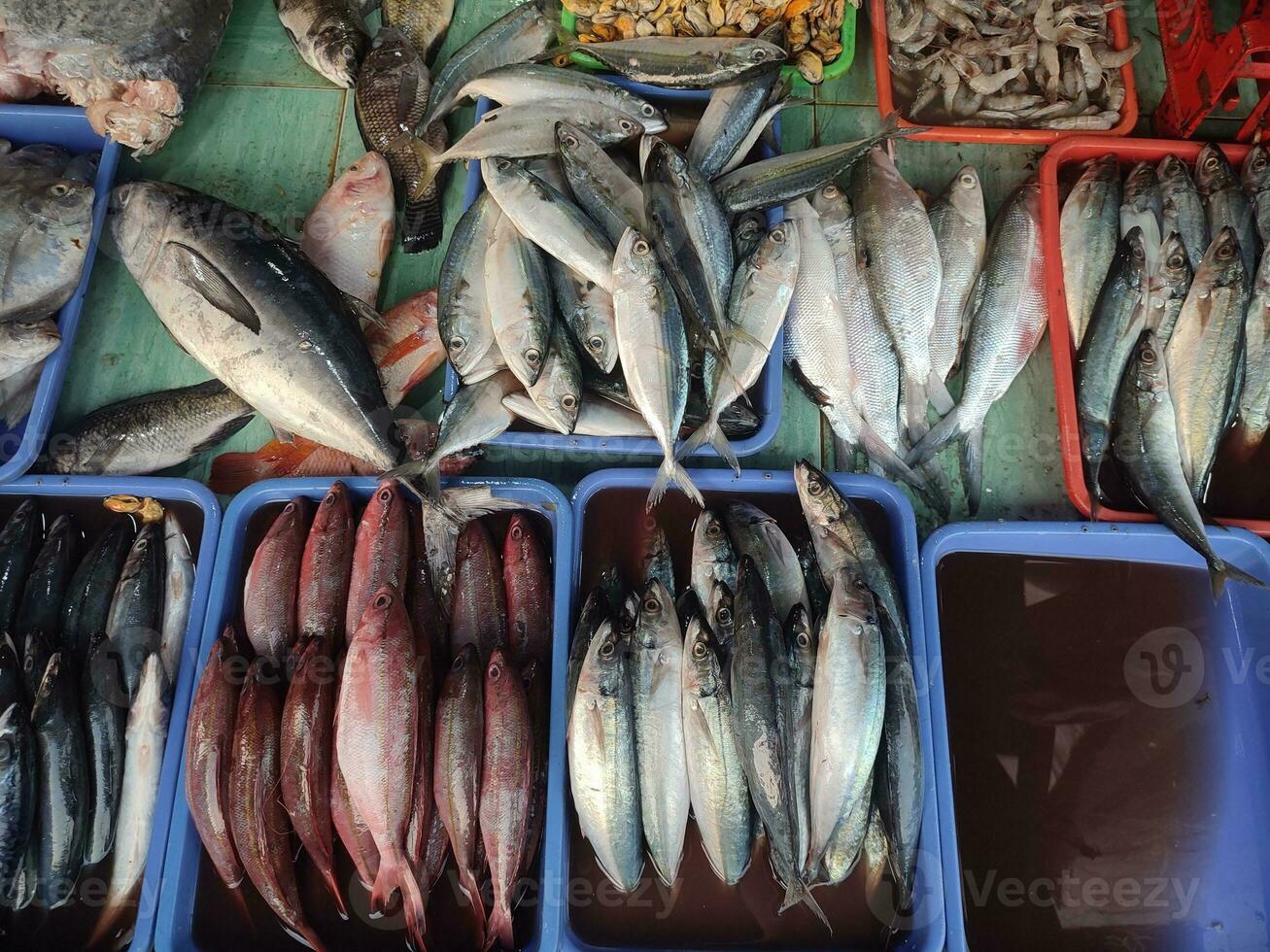 zout water vis en zoetwater vis verhandeld in traditioneel markten in Jakarta foto