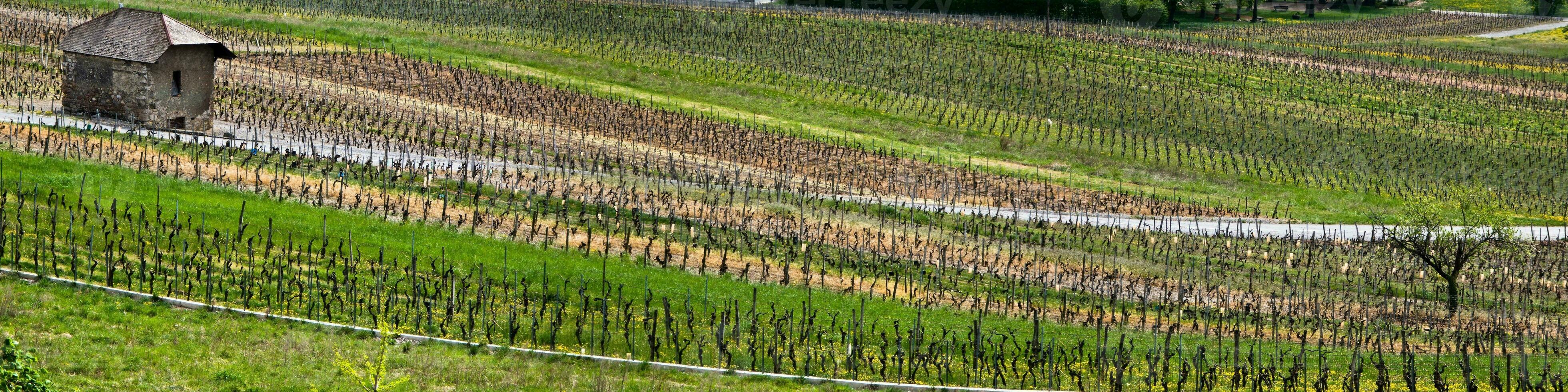 groen wijngaarden van chignine, savoie, Frankrijk foto