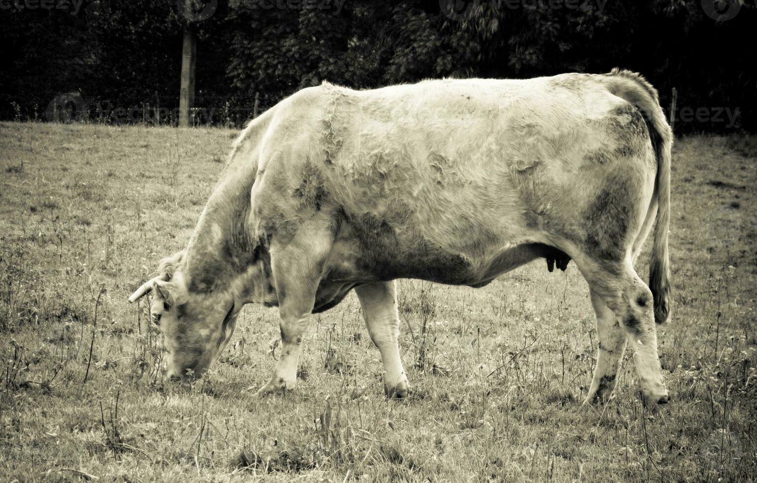 wijnoogst sepia koe in weide foto