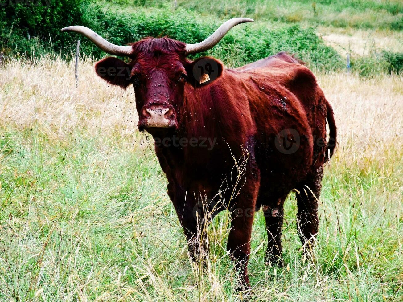 majestueus bruin koe met lang hoorns begrazing in savoie, Frankrijk foto