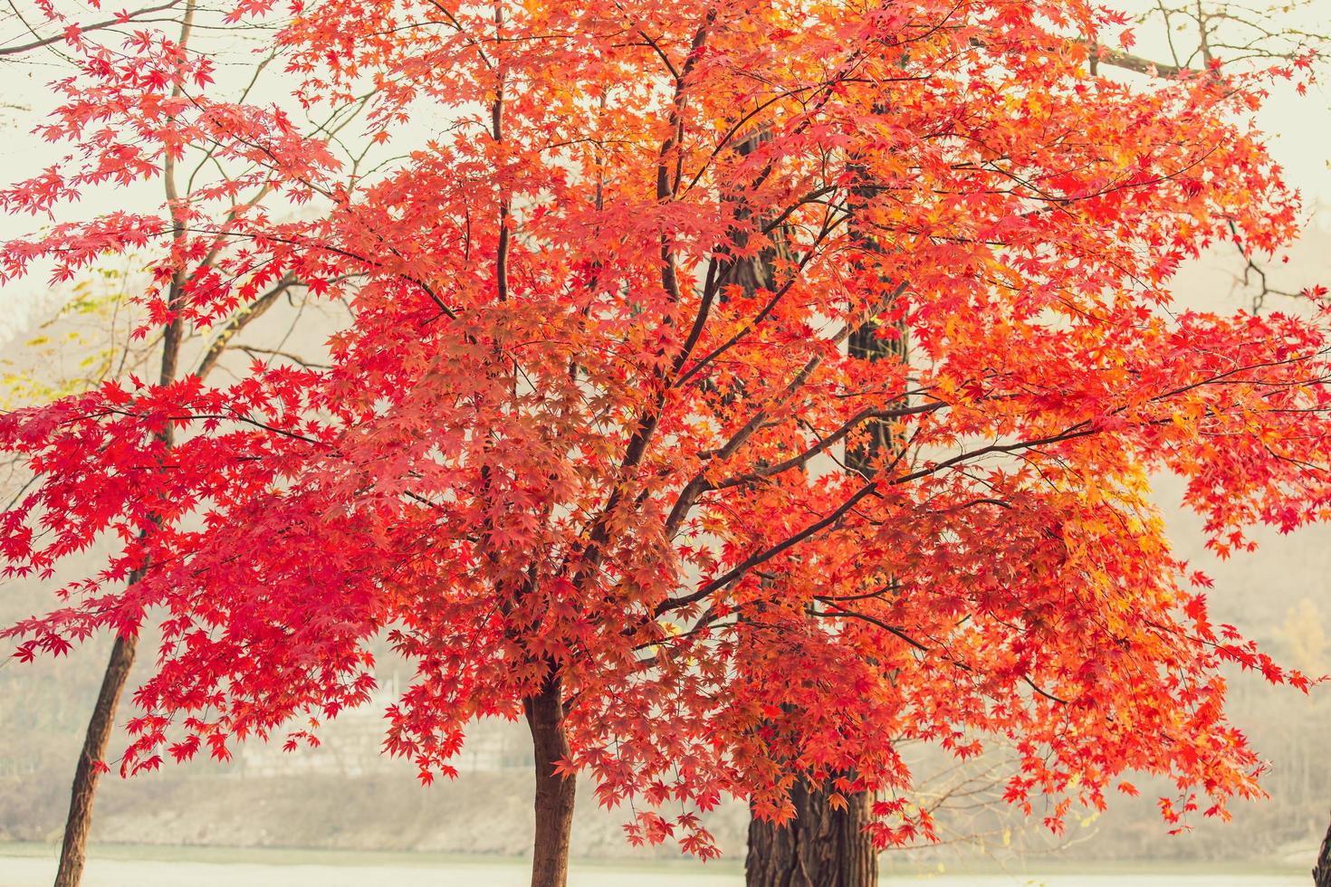 mooie esdoornbladeren in de herfst, mooie herfstverlofachtergrond foto