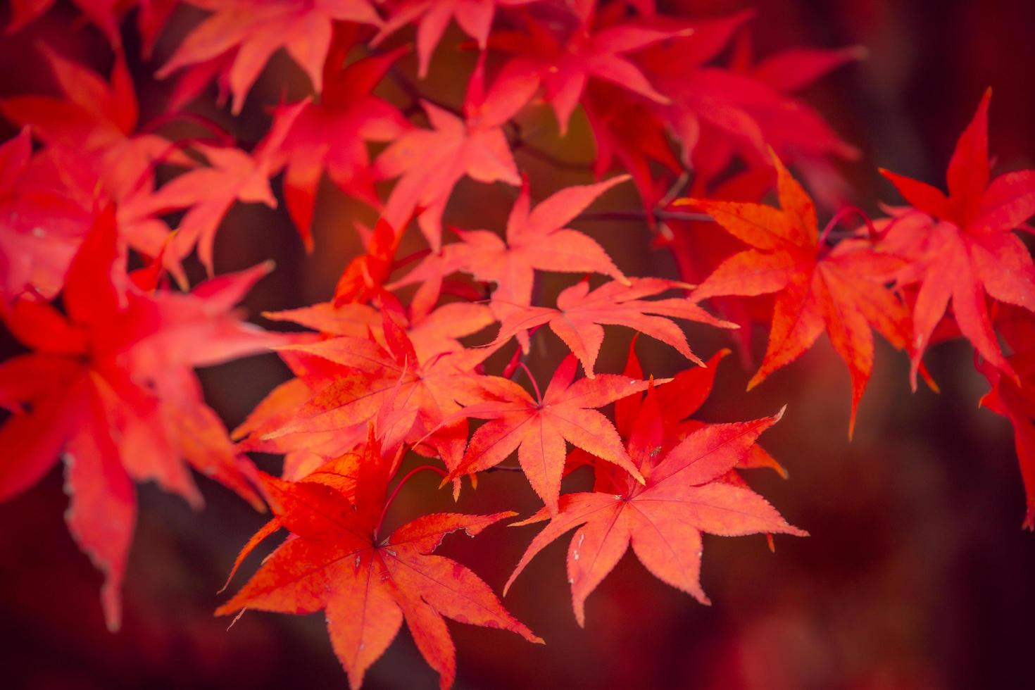 mooie rode esdoornbladeren in de herfst foto