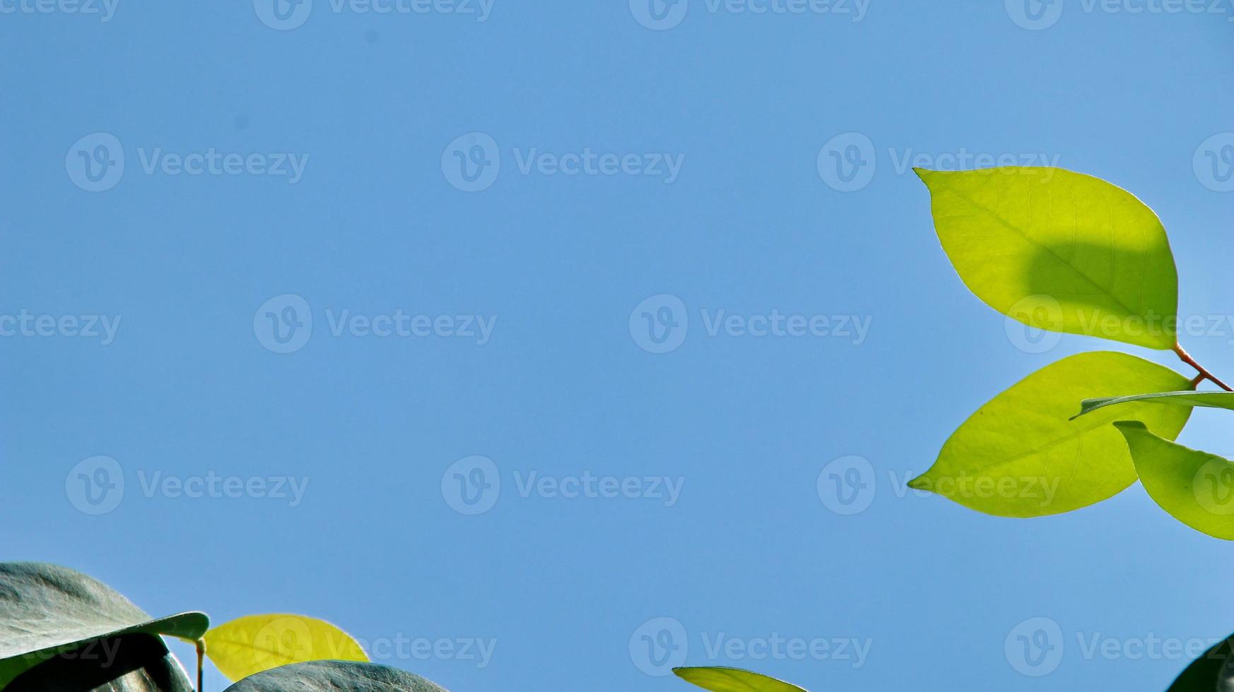 close-up prachtig uitzicht op de natuur groene bladeren op wazig groen foto