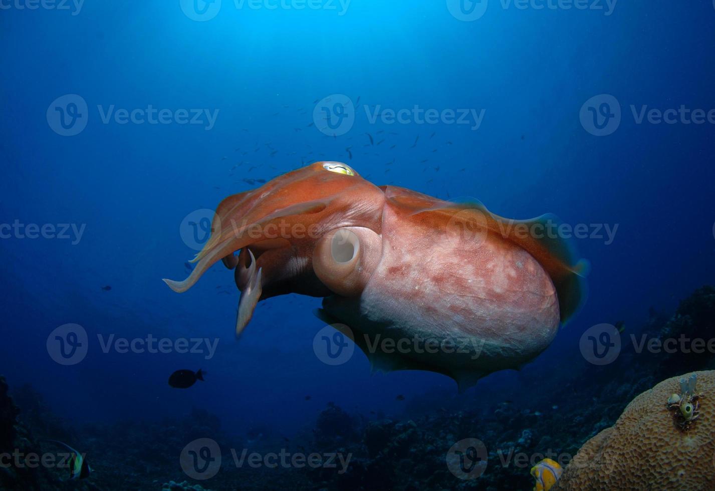breedclub inktvis. onderwaterwereld van komodo. foto