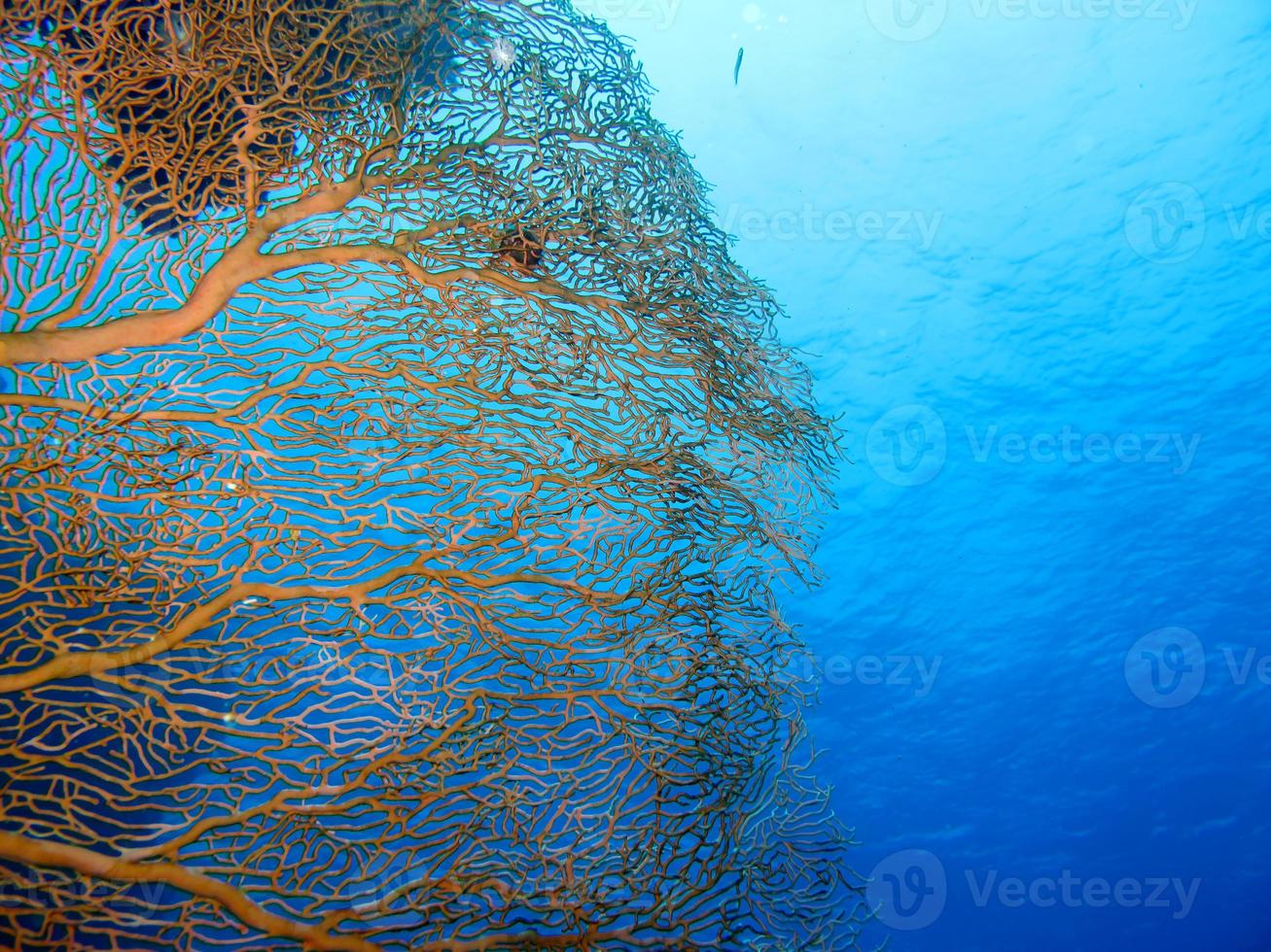 verbazingwekkende onderwaterwereld van de rode zee foto