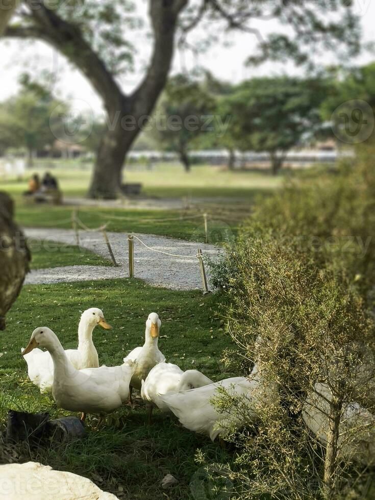 wit gans staand Aan de groen gras Aan de boerderij foto