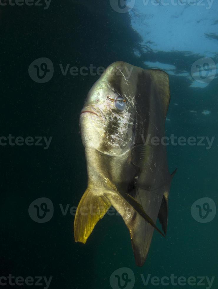 vleermuisvis met een vishaak in zijn oog. foto