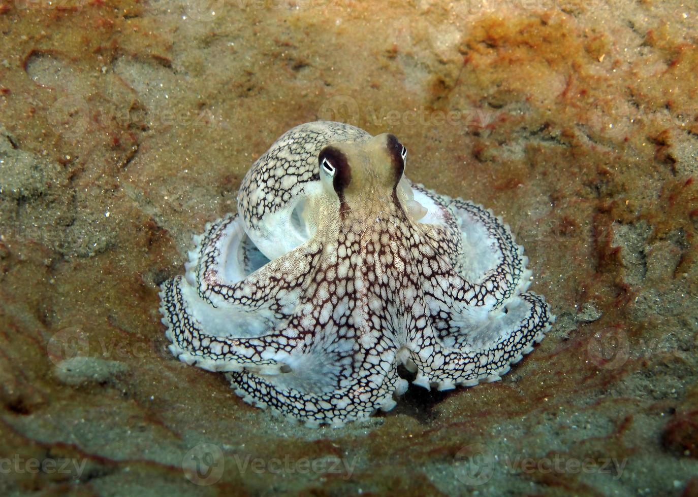 kokosnoot octopus op de zeebodem. foto
