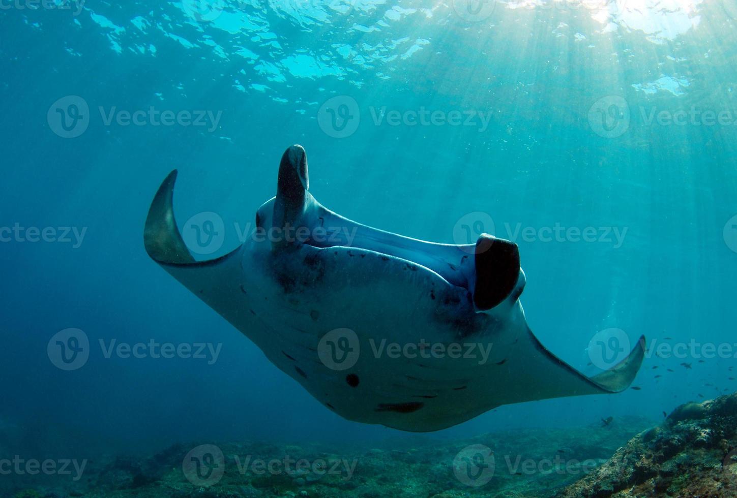 mantaroggen bij het reinigingsstation foto