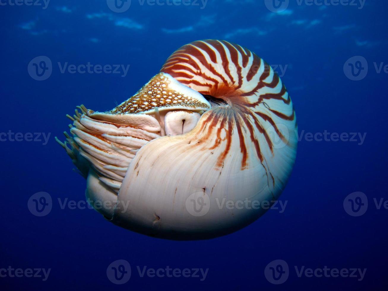 nautilus in de open zee in palau foto