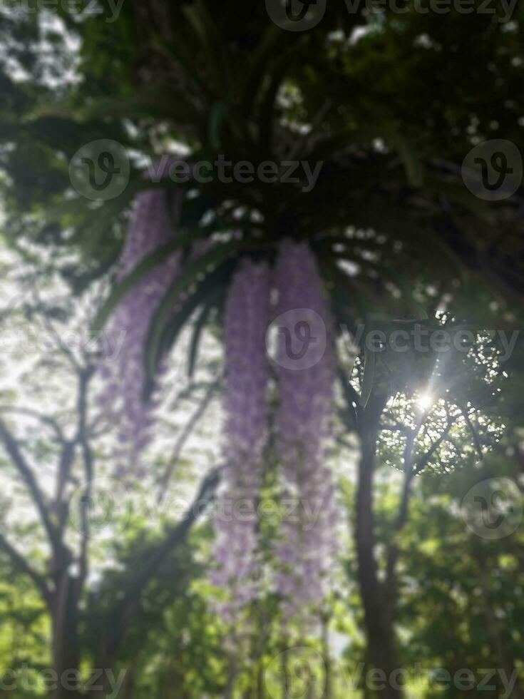 bloeiend verzadigen Purper orcid Aan de vervagen groen achtergrond foto