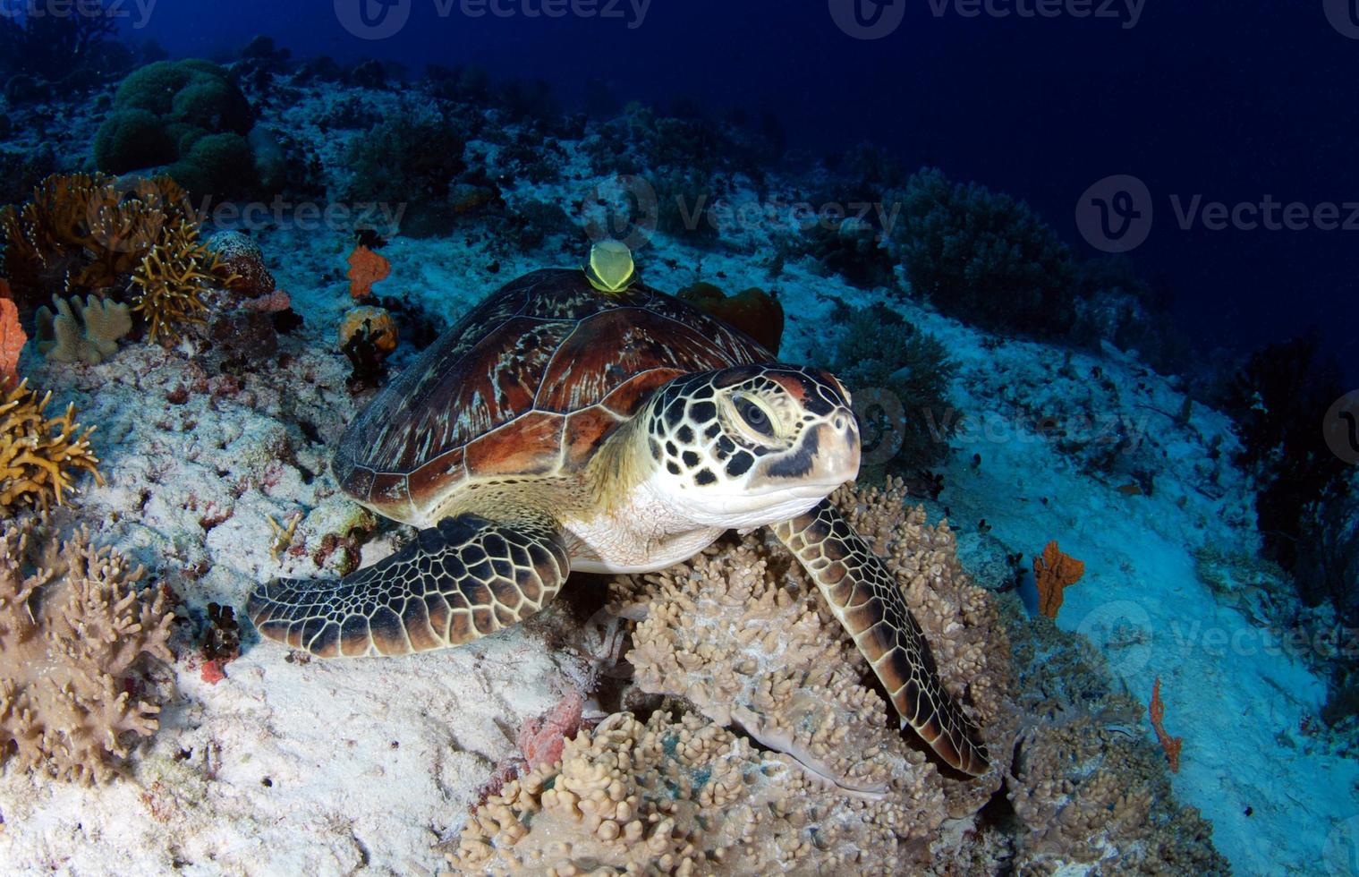 groene zeeschildpad in de buurt van Apo Island. foto
