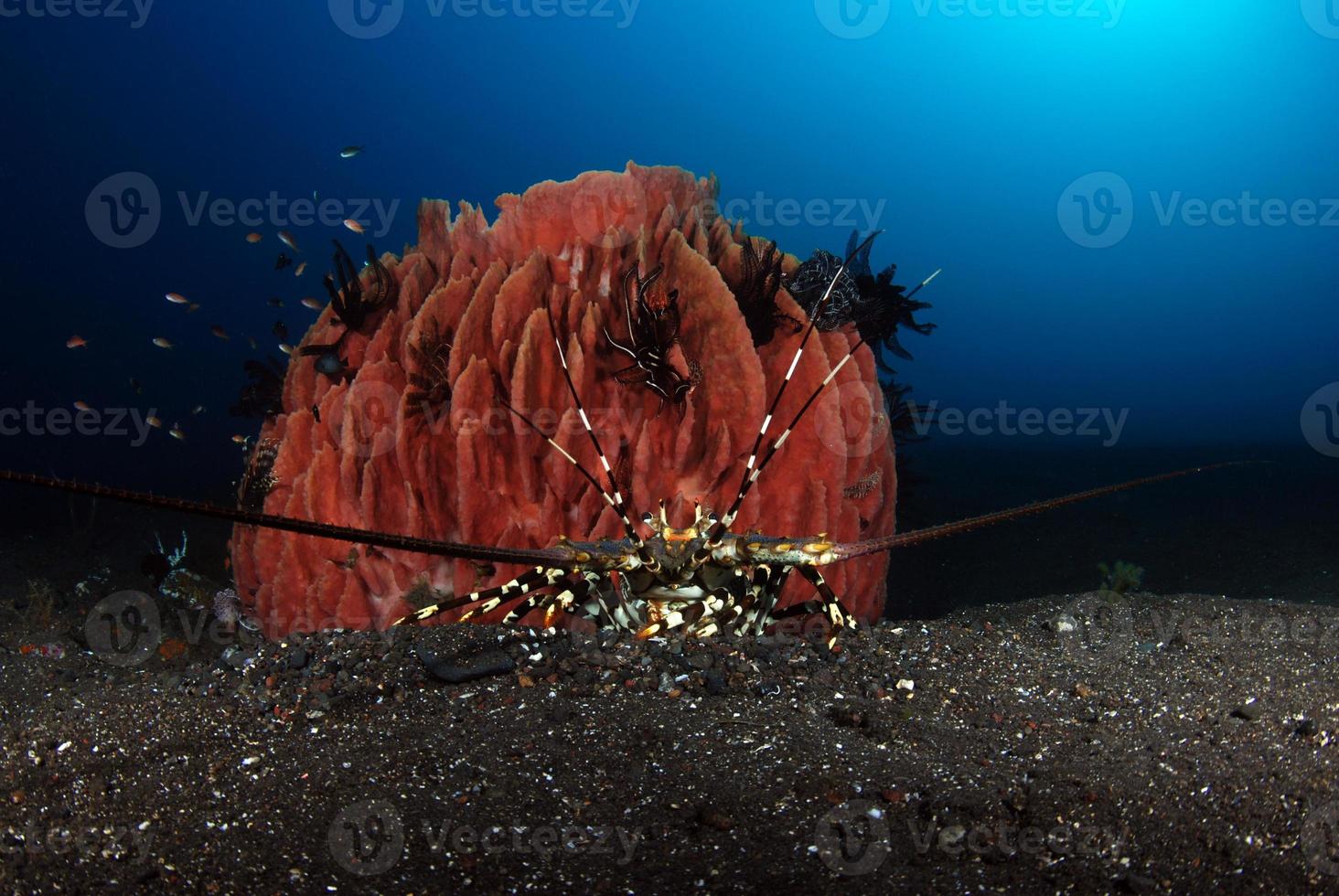 sierlijke langoest die onder een spons leeft. foto