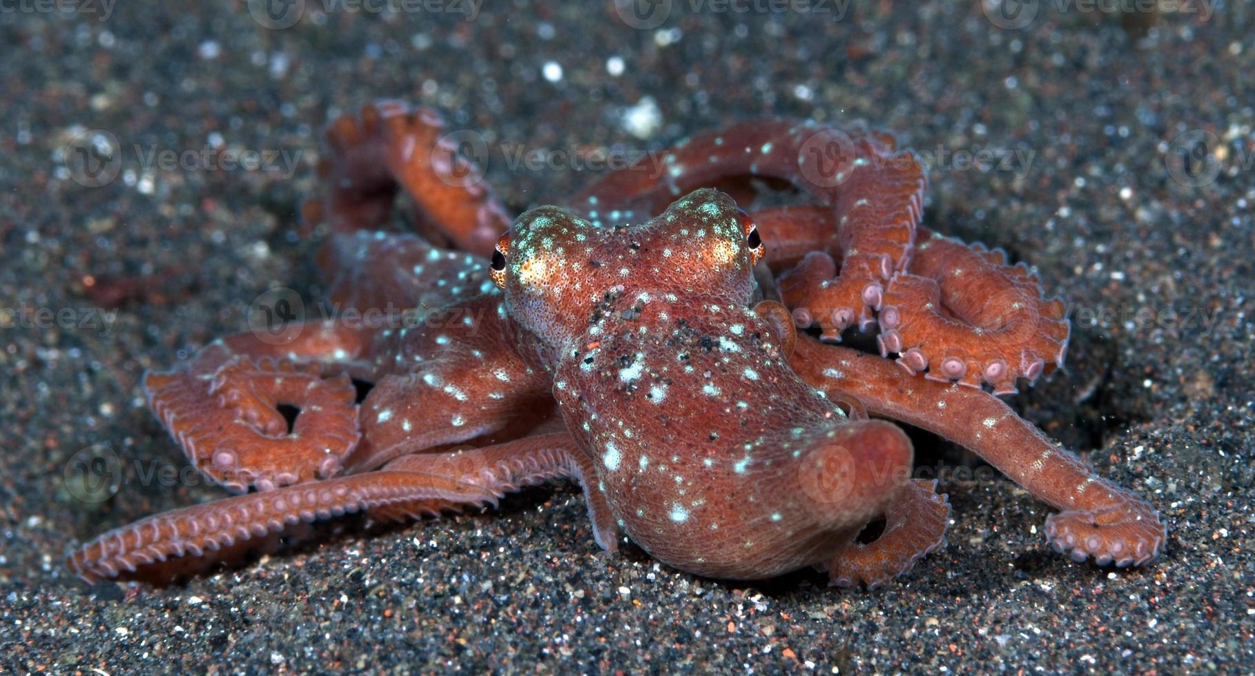 sterrennacht octopus op de zeebodem in de nacht. foto