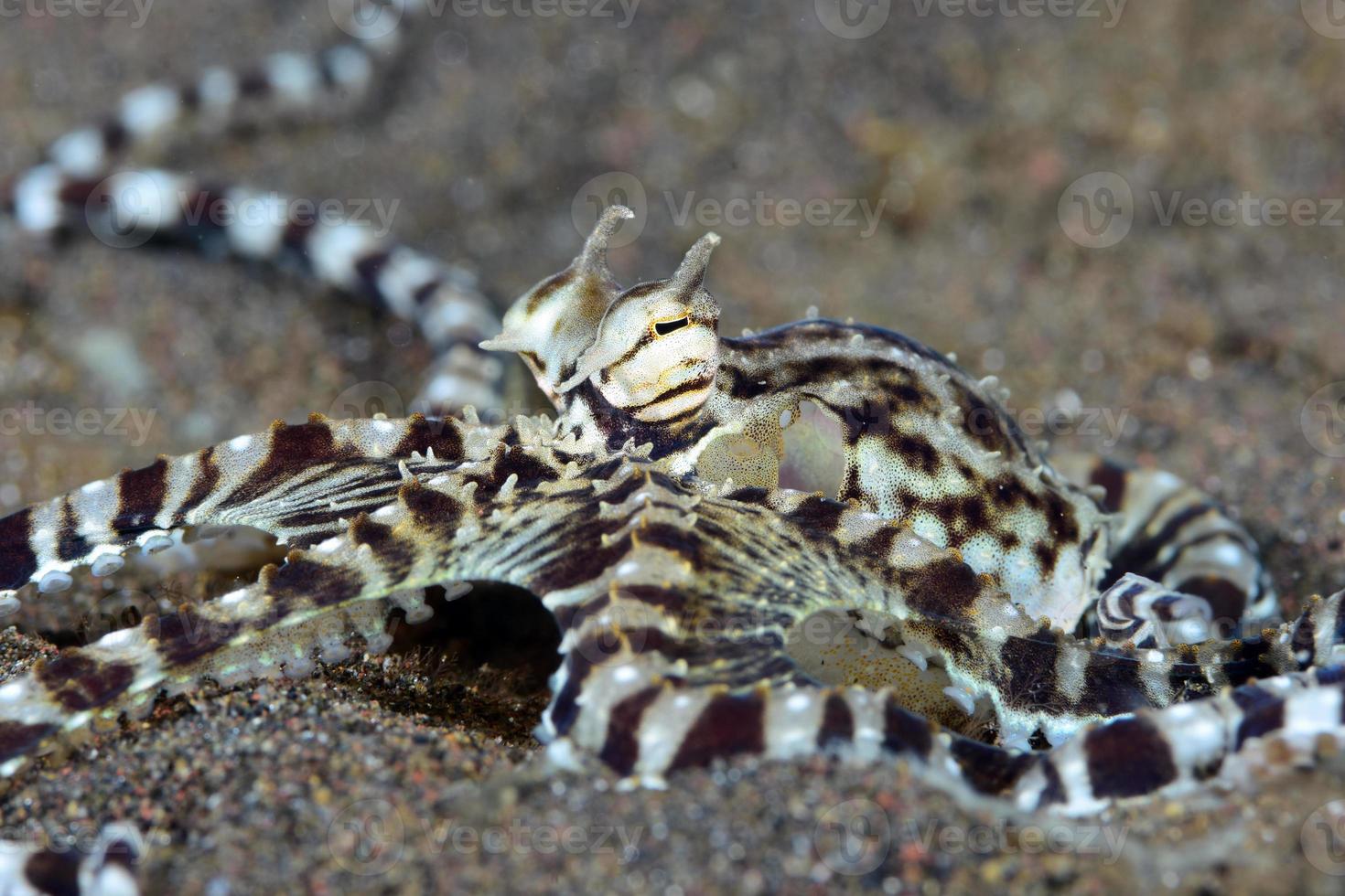 een zeldzame nabootsende octopus in de Balizee. foto