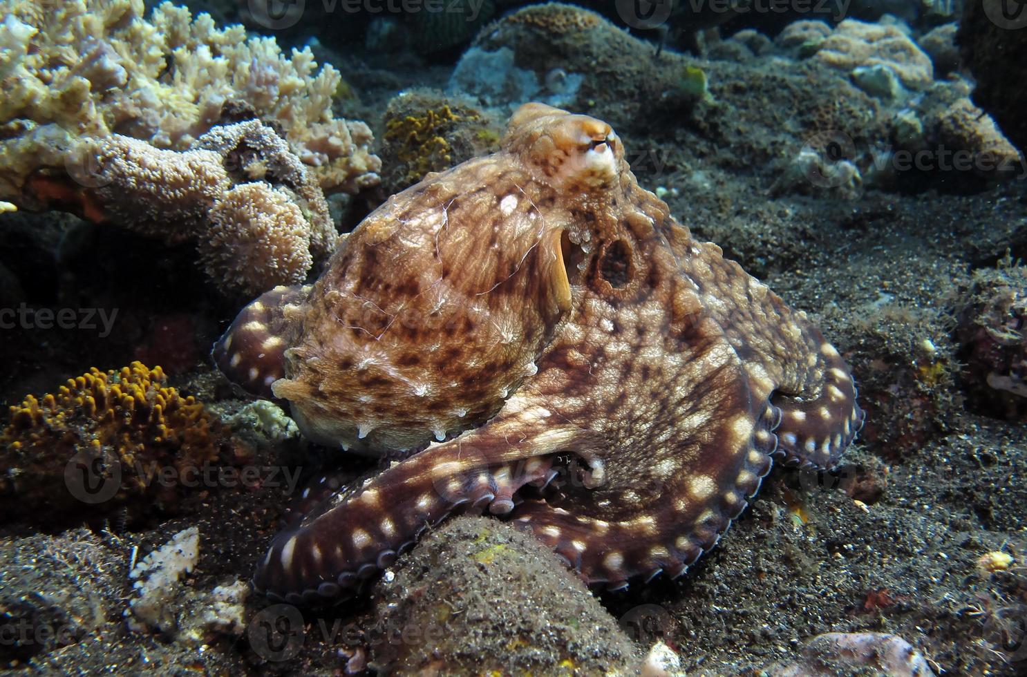 dag octopus in een koraalrif. foto