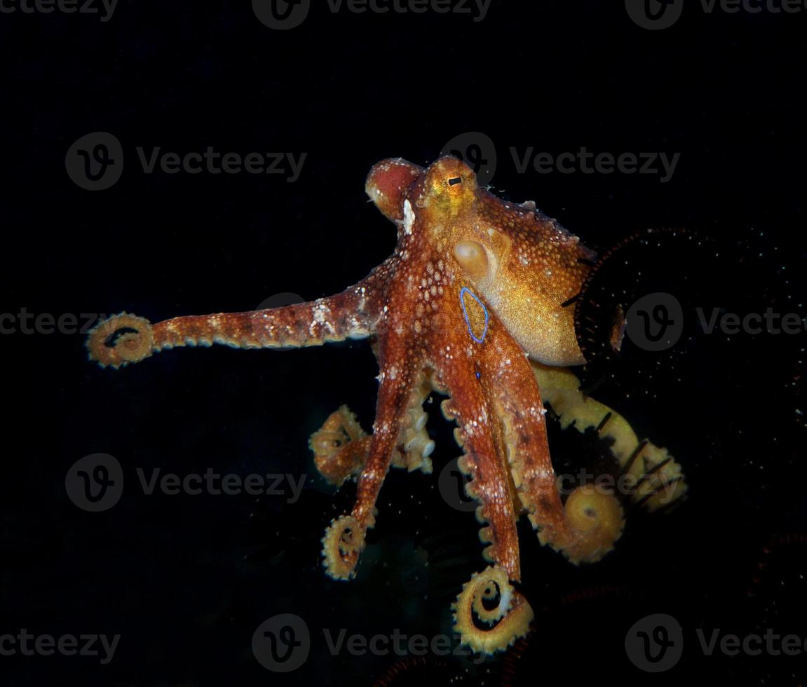 een zeldzame octopus mototi in de Balizee. foto