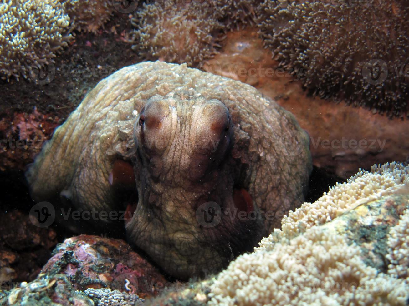 dag octopus in een koraalrif. foto