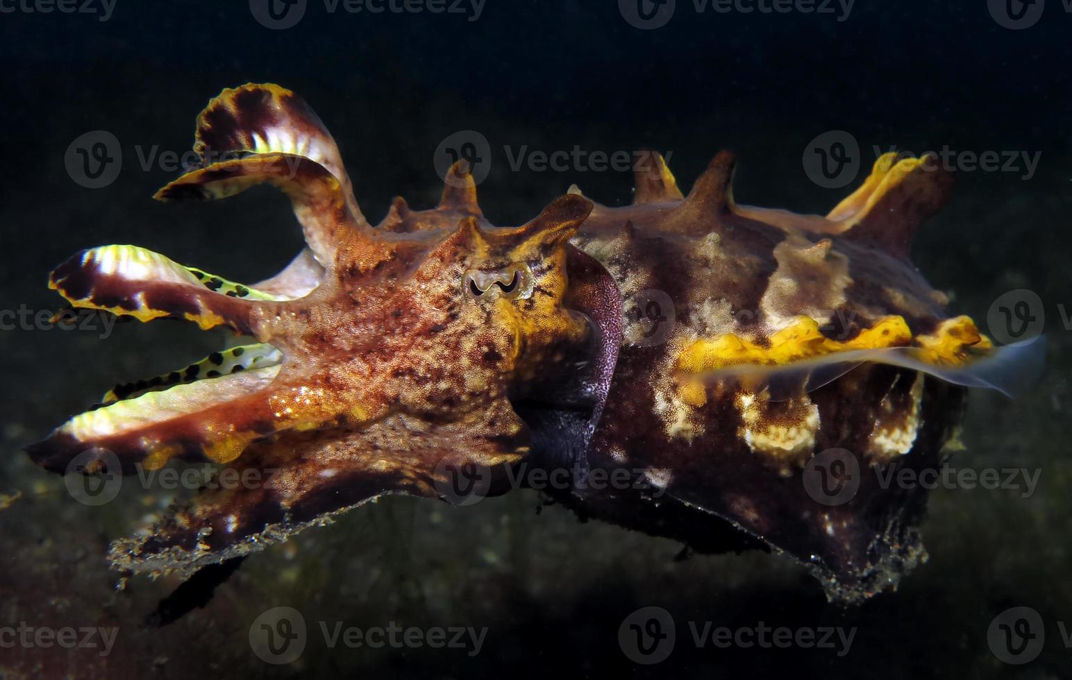 een zeldzame flamboyante inktvis jaagt langs de zeebodem. foto