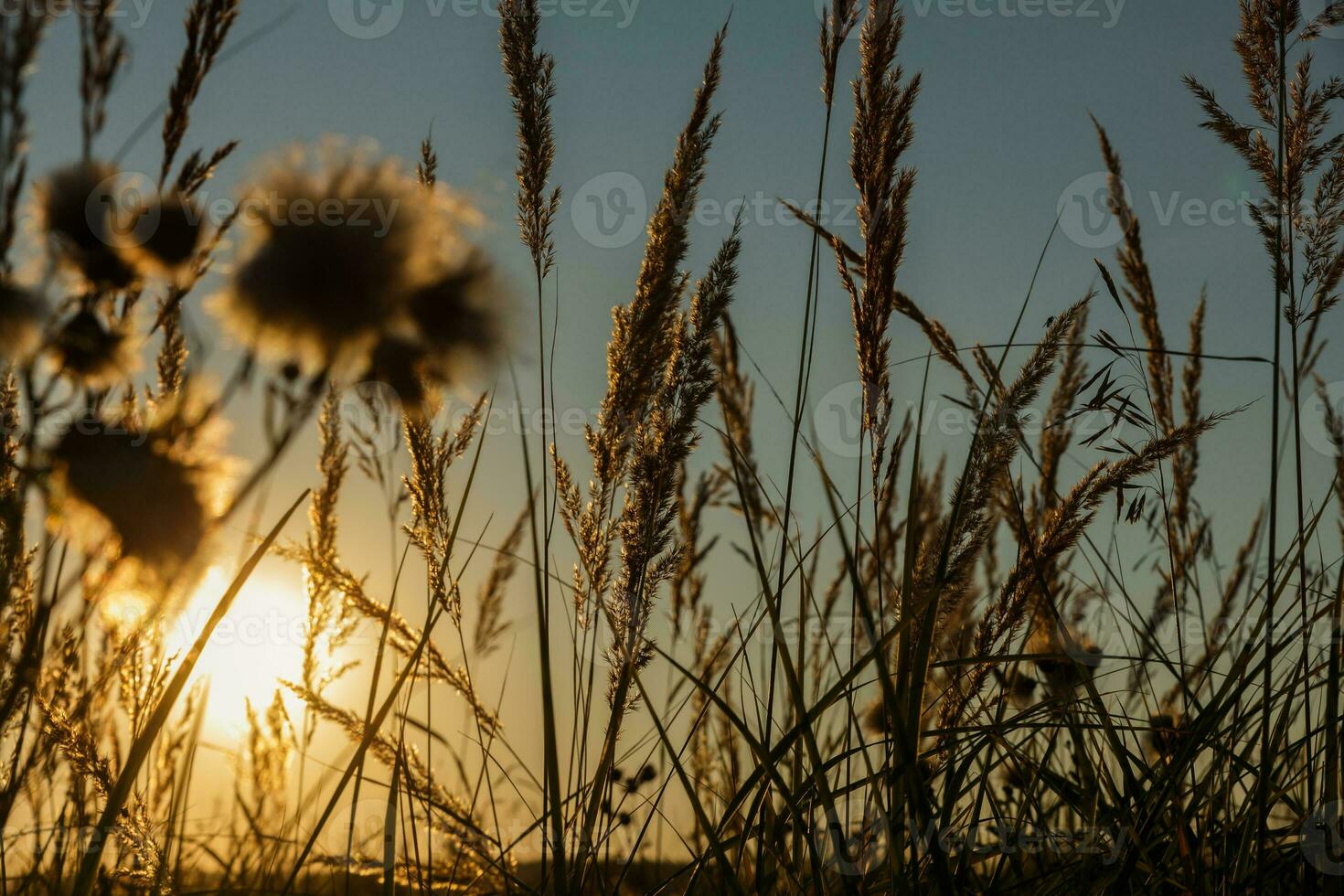 wild gras in natuur Aan een zonsondergang achtergrond foto