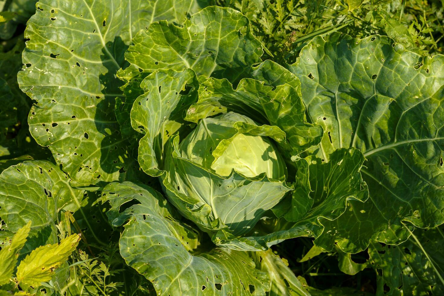 vers biologisch kool in de tuin foto