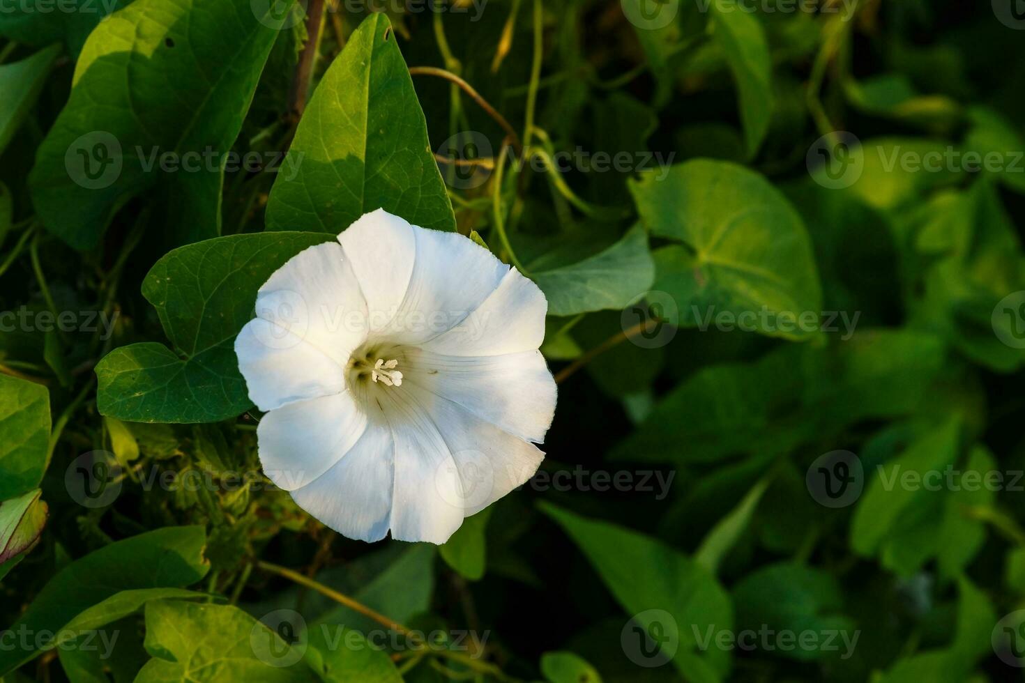 calystegia sepium. haag winde bloem. foto