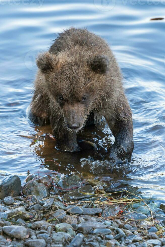 schattig bruin beer welp staat Aan rivier- bank terwijl visvangst rood Zalm vis foto