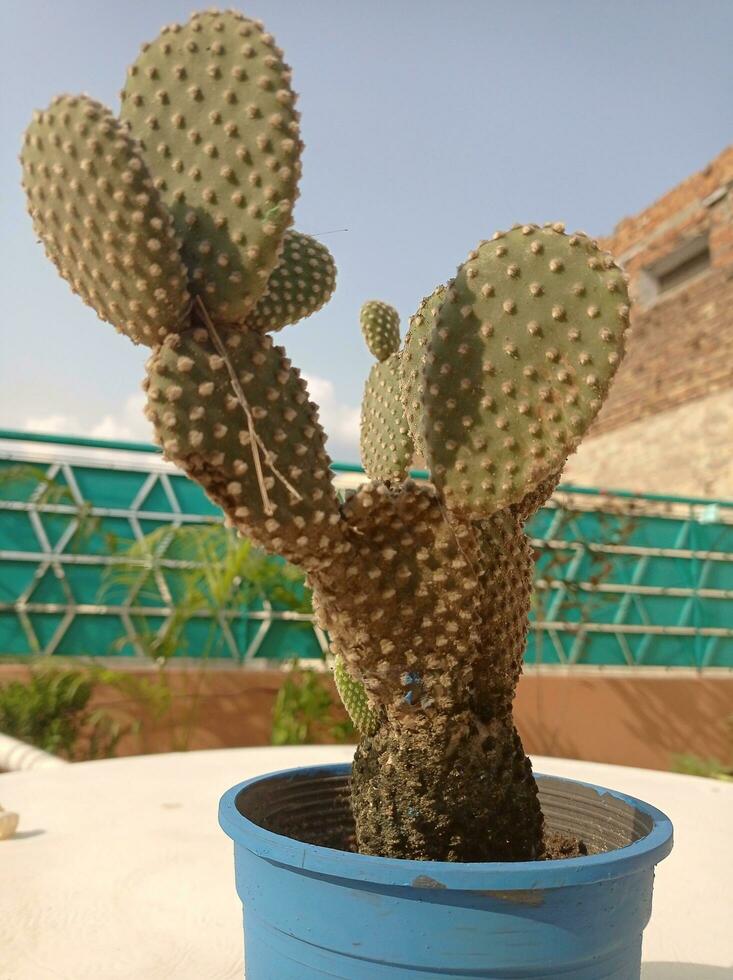 cactusplant in een pot foto