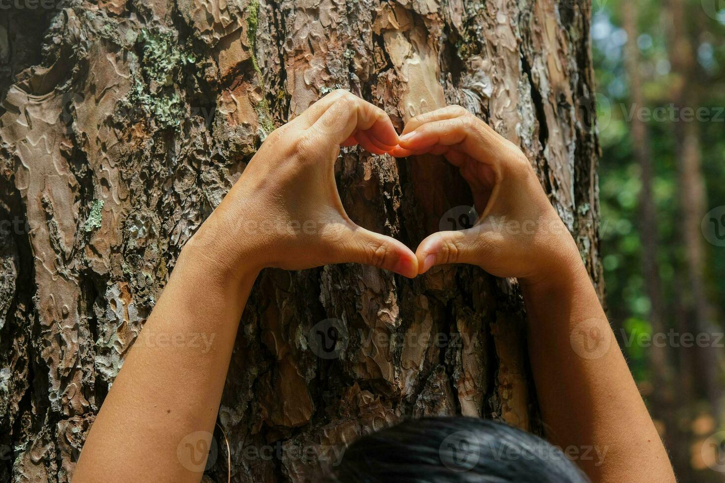 detailopname van een vrouw hand- maken een hart vorm Aan een boom kofferbak. vrouw milieuactivist maken hart vorm vingers Aan pijnboom boom kofferbak. liefde en beschermen natuur concept. foto