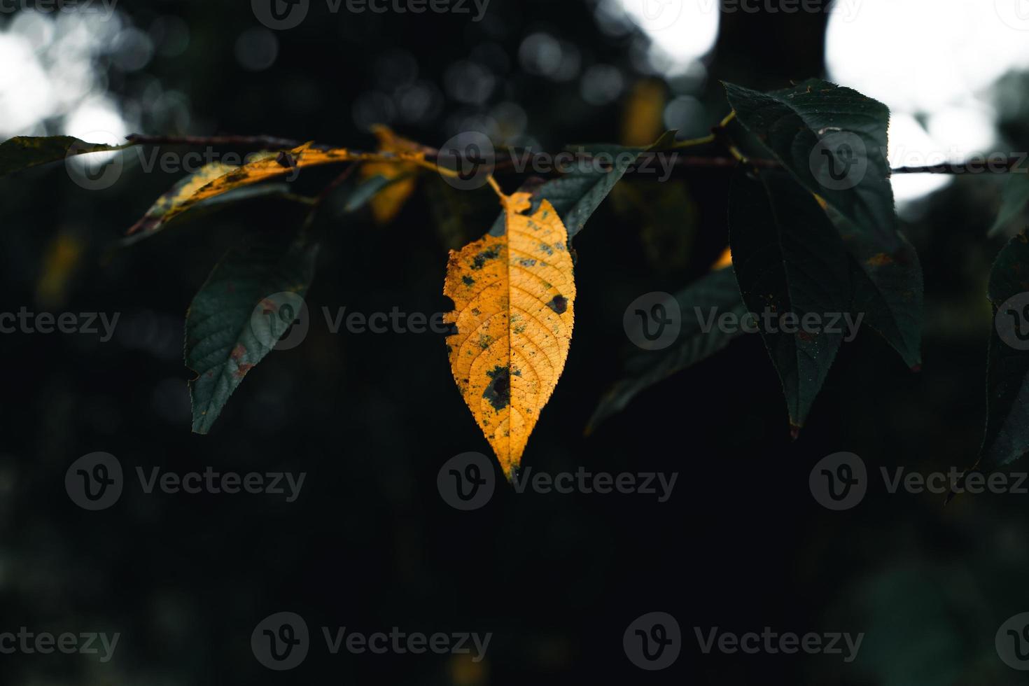 herfstbladeren het eerste geel in de tuin foto