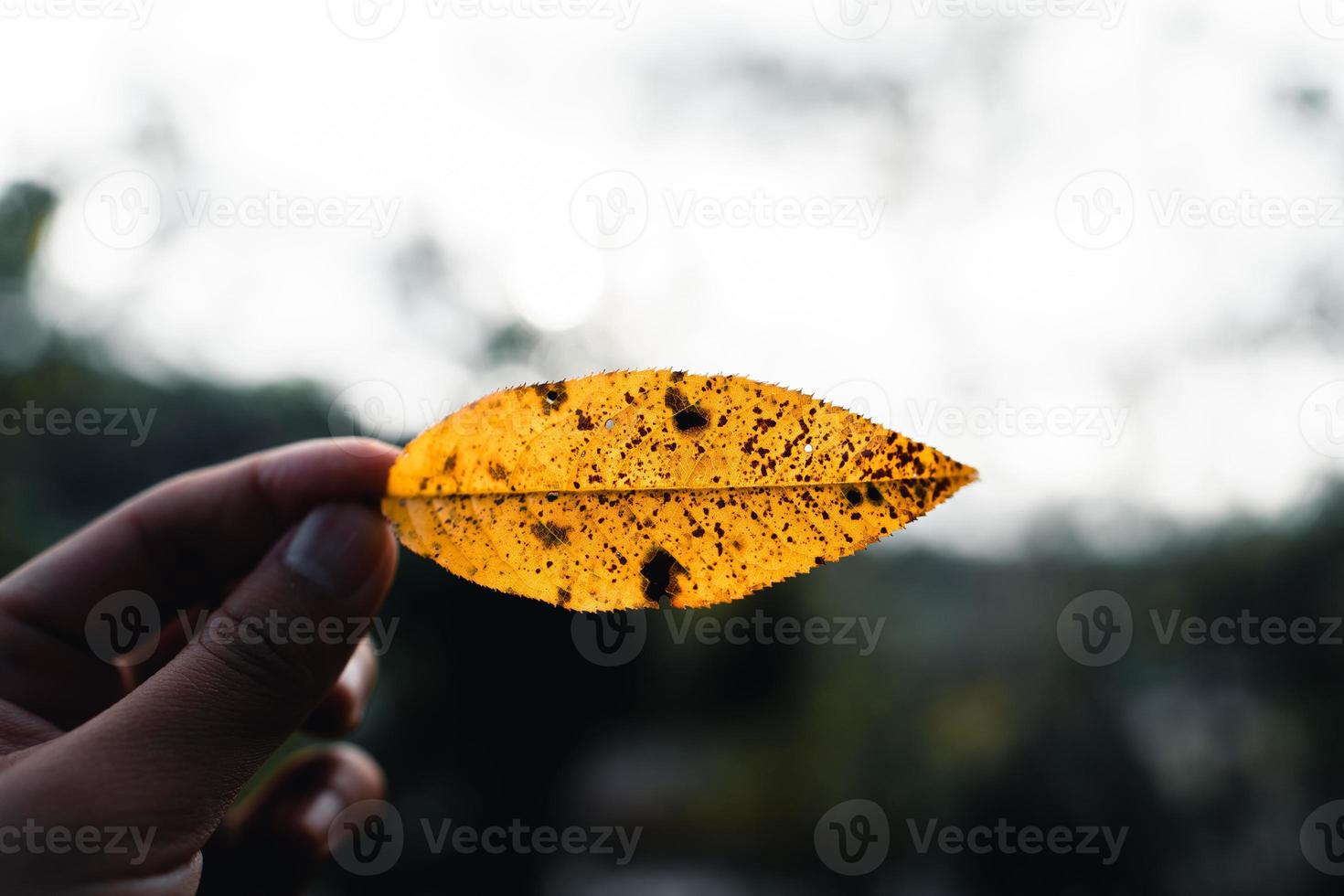 herfstbladeren het eerste geel in de tuin foto