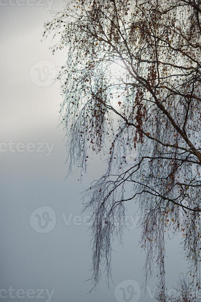 berken takken in de lucht foto