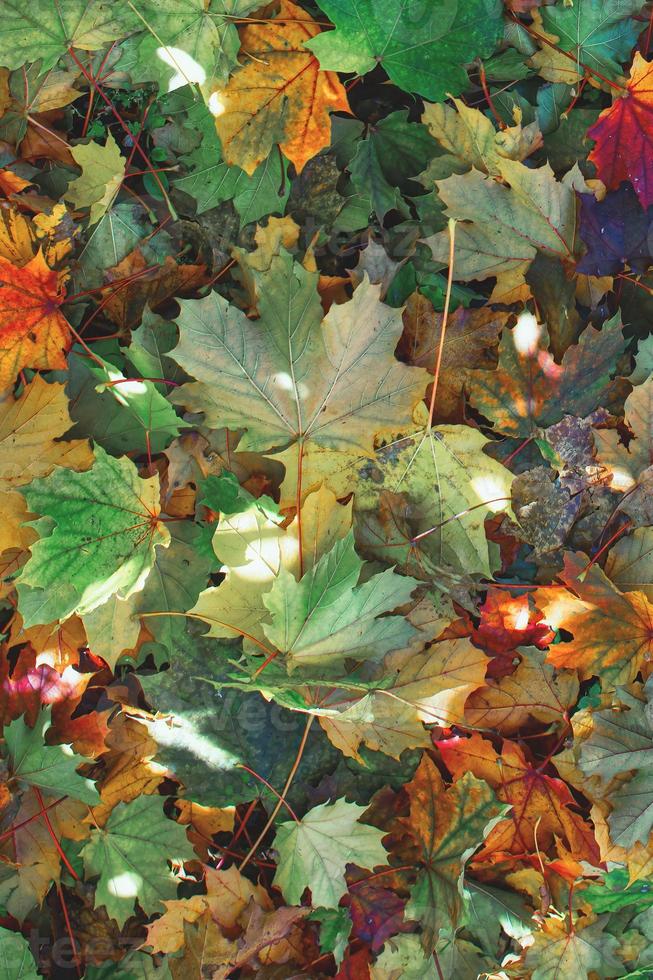 vers gevallen herfstbladeren van planten foto