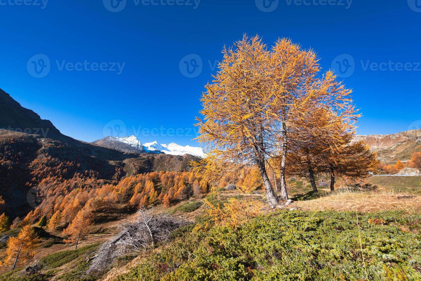 kleurrijke herfst lariks in het hooggebergte foto