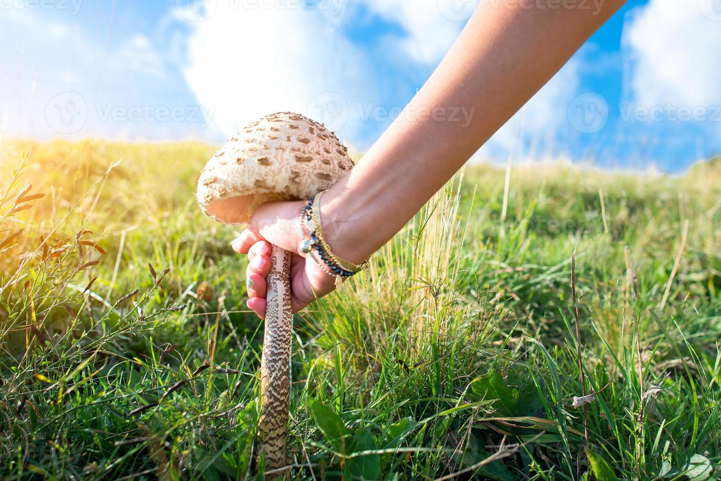 paddenstoel macrolepiota procera groeit met de hand van de vrouw foto