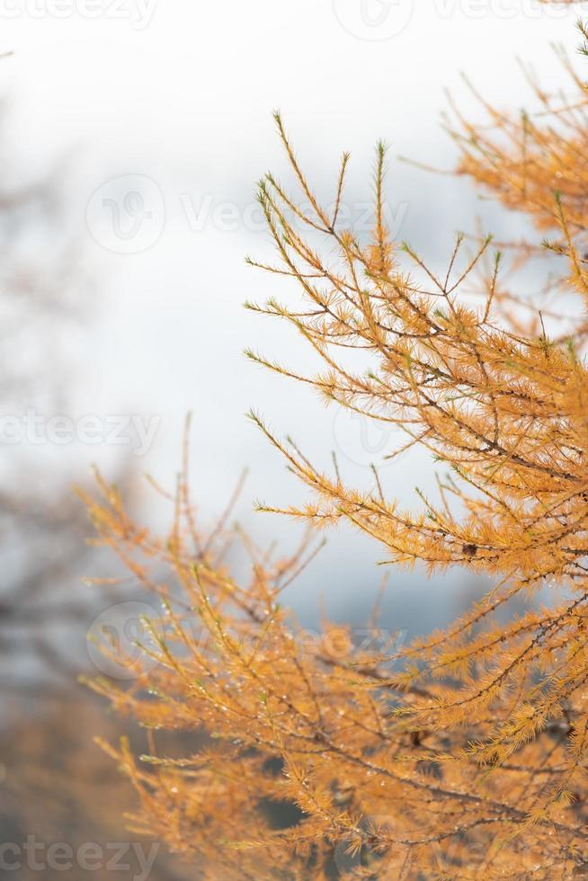 detail van goudkleurige lariks takken in de herfst foto