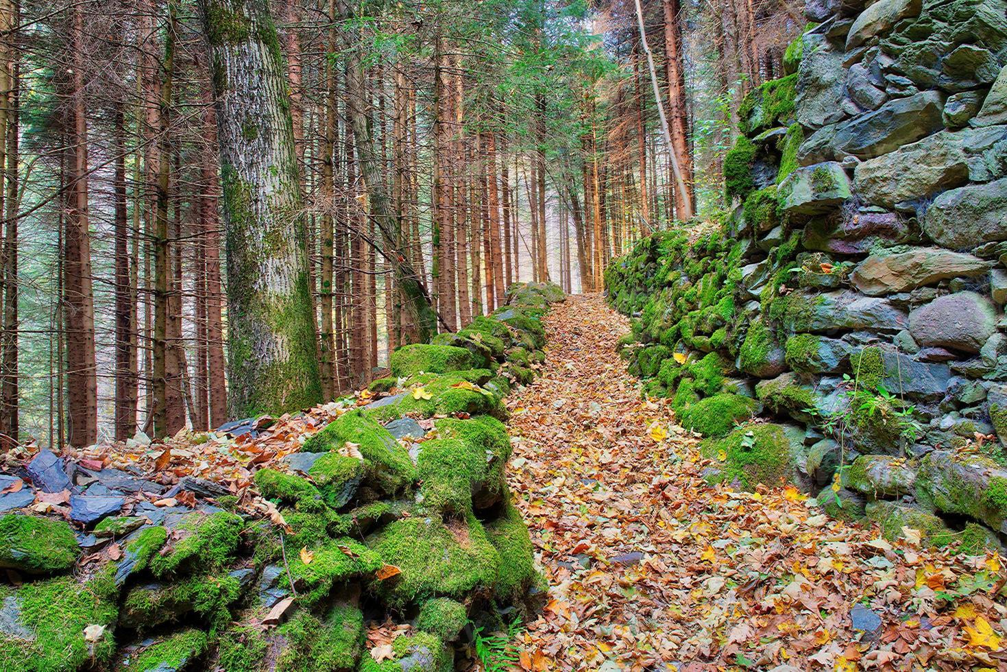 heuvelpad in een bos van herfstbladeren foto
