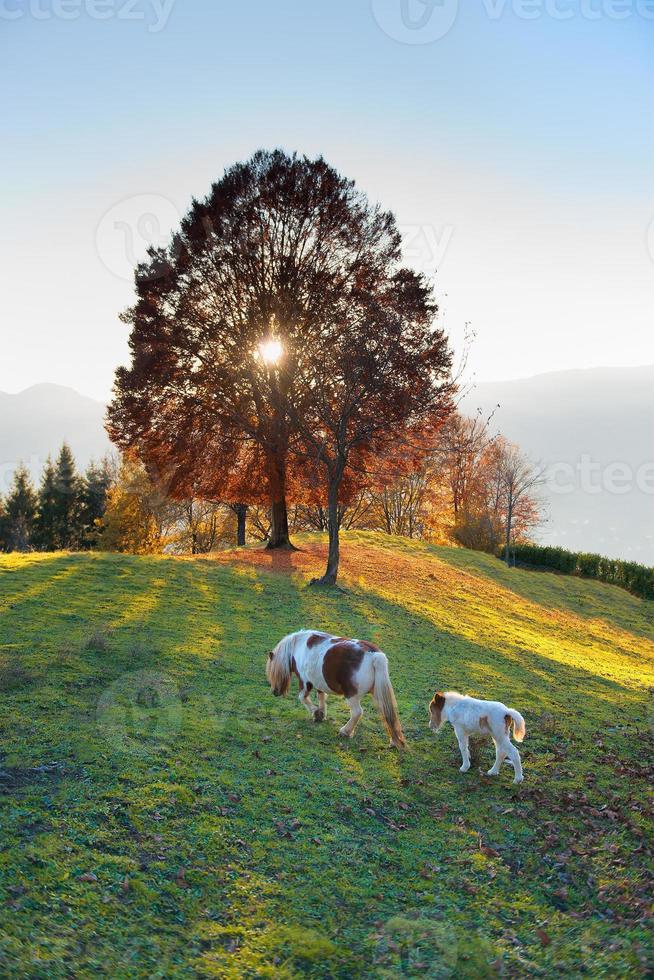 paardenmoeder met haar kleine boerderij bij zonsondergang foto