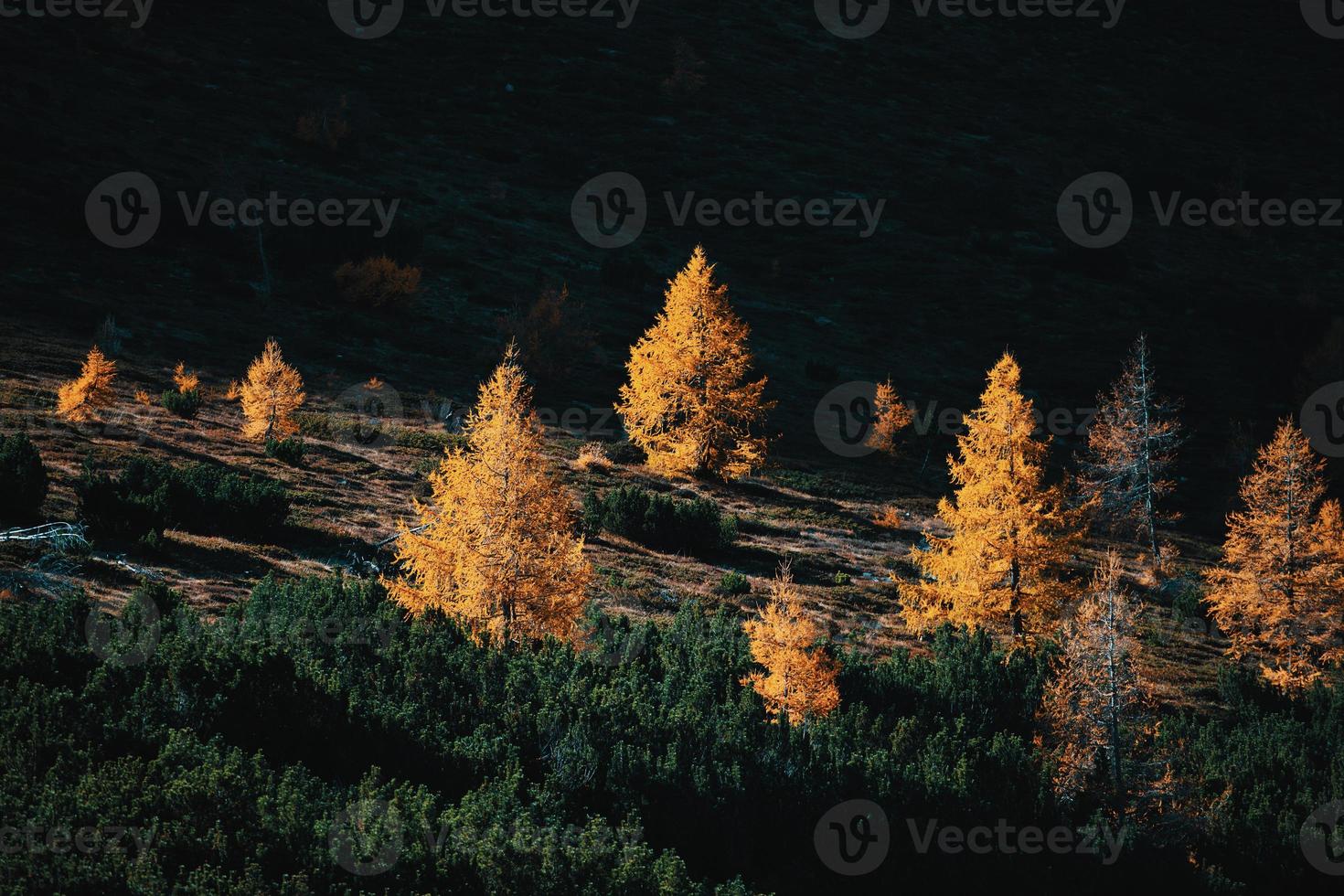 heldere donkere zon tussen lariks- en pijnbomen in de herfst foto