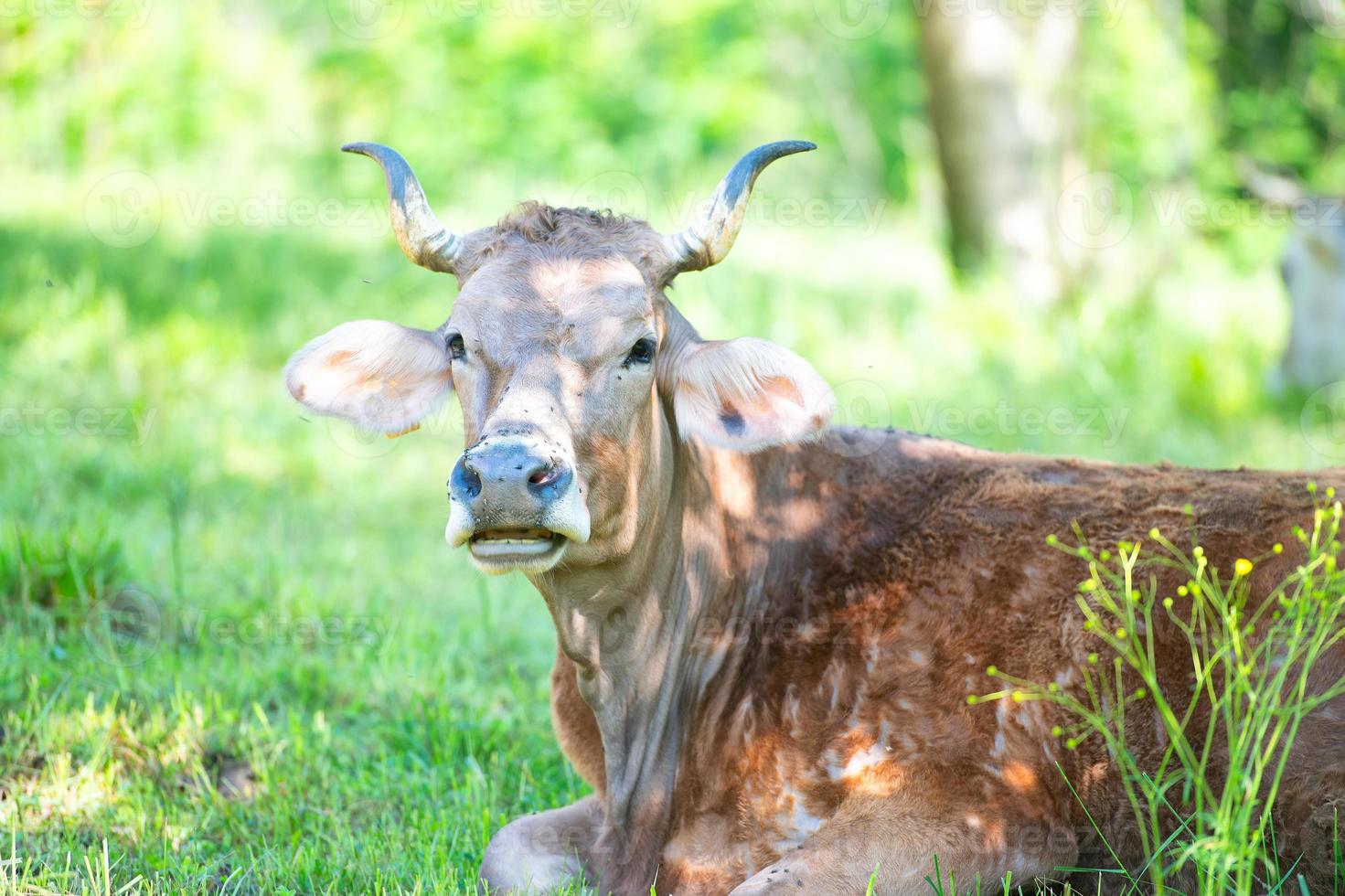 portret van koe met grote hoorns in de lente foto