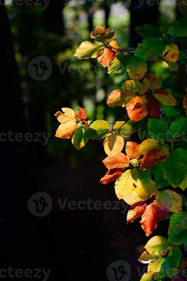 de zon verlicht de kleurrijke herfstbladeren foto