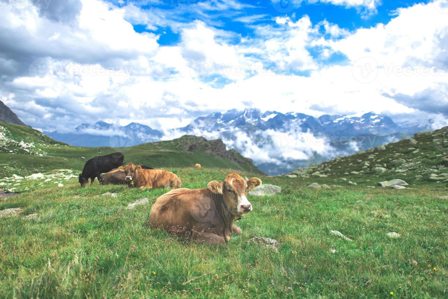 sommige koeien grazen op de weiden van de Zwitserse Alpen foto