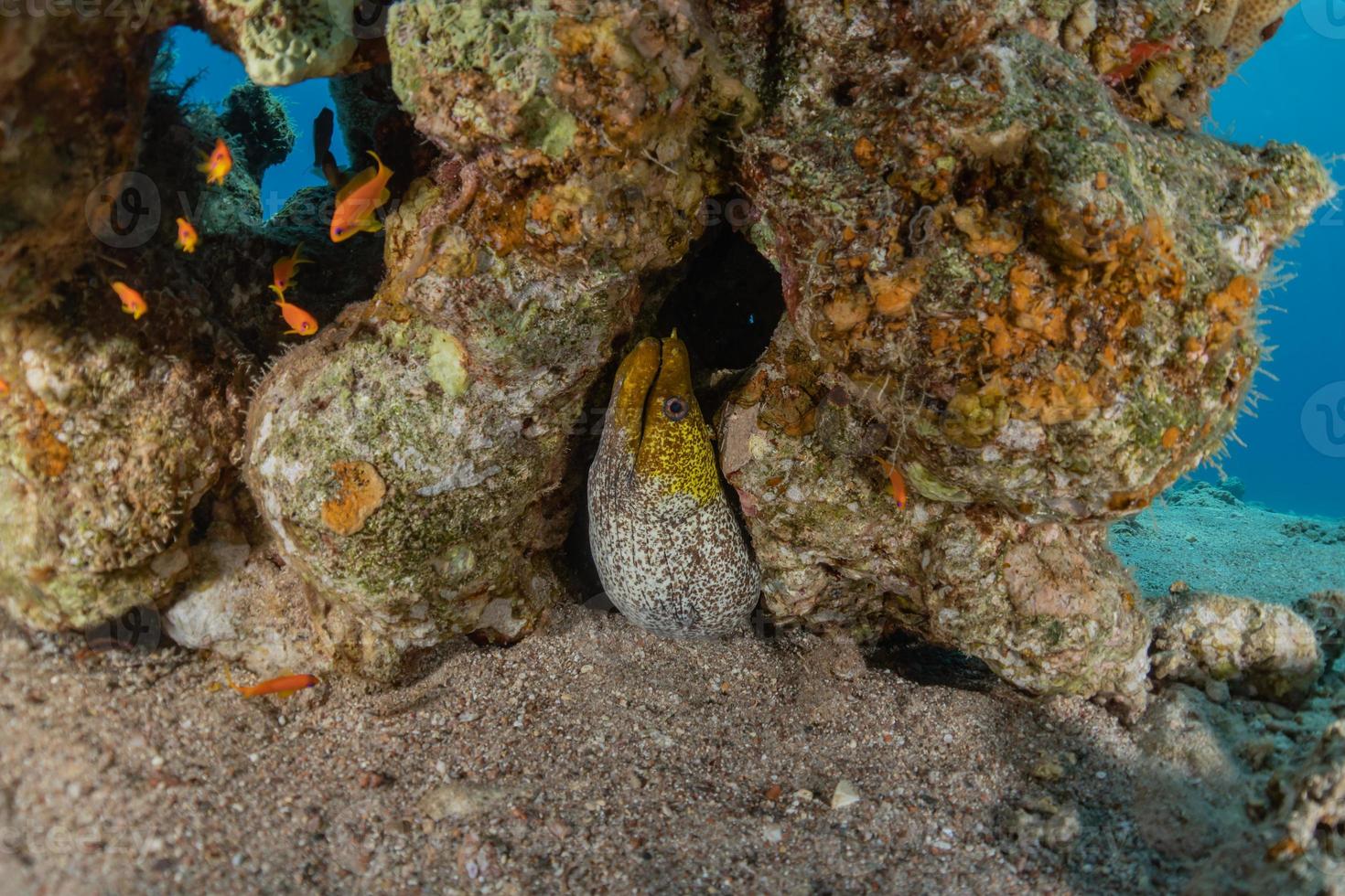 murene mooray lycodontis undulatus in de rode zee, eilat israël foto