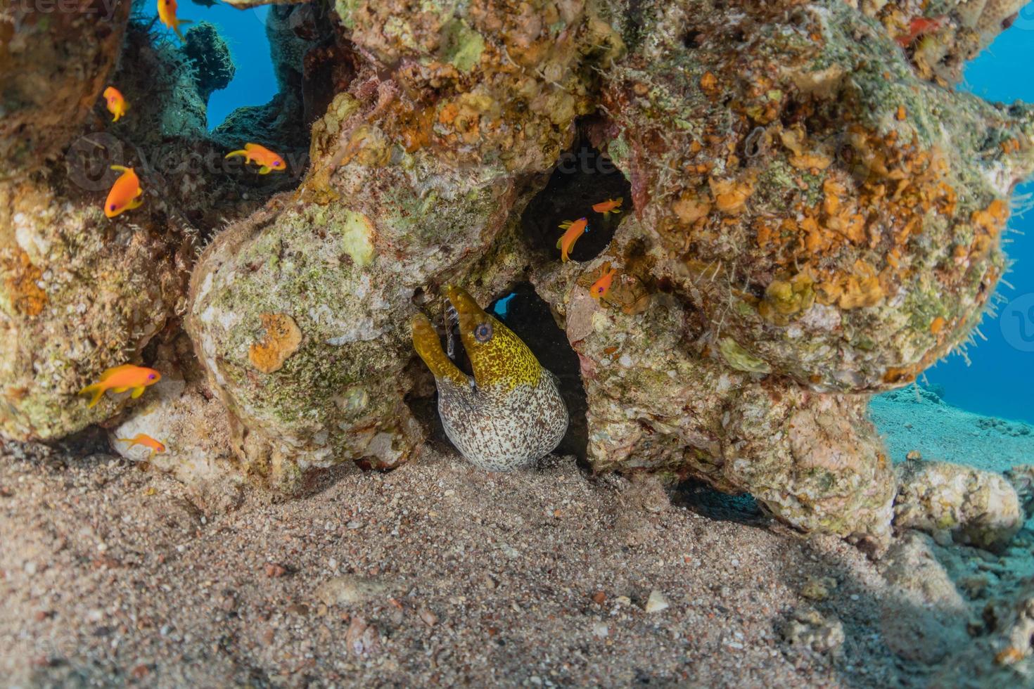 murene mooray lycodontis undulatus in de rode zee, eilat israël foto