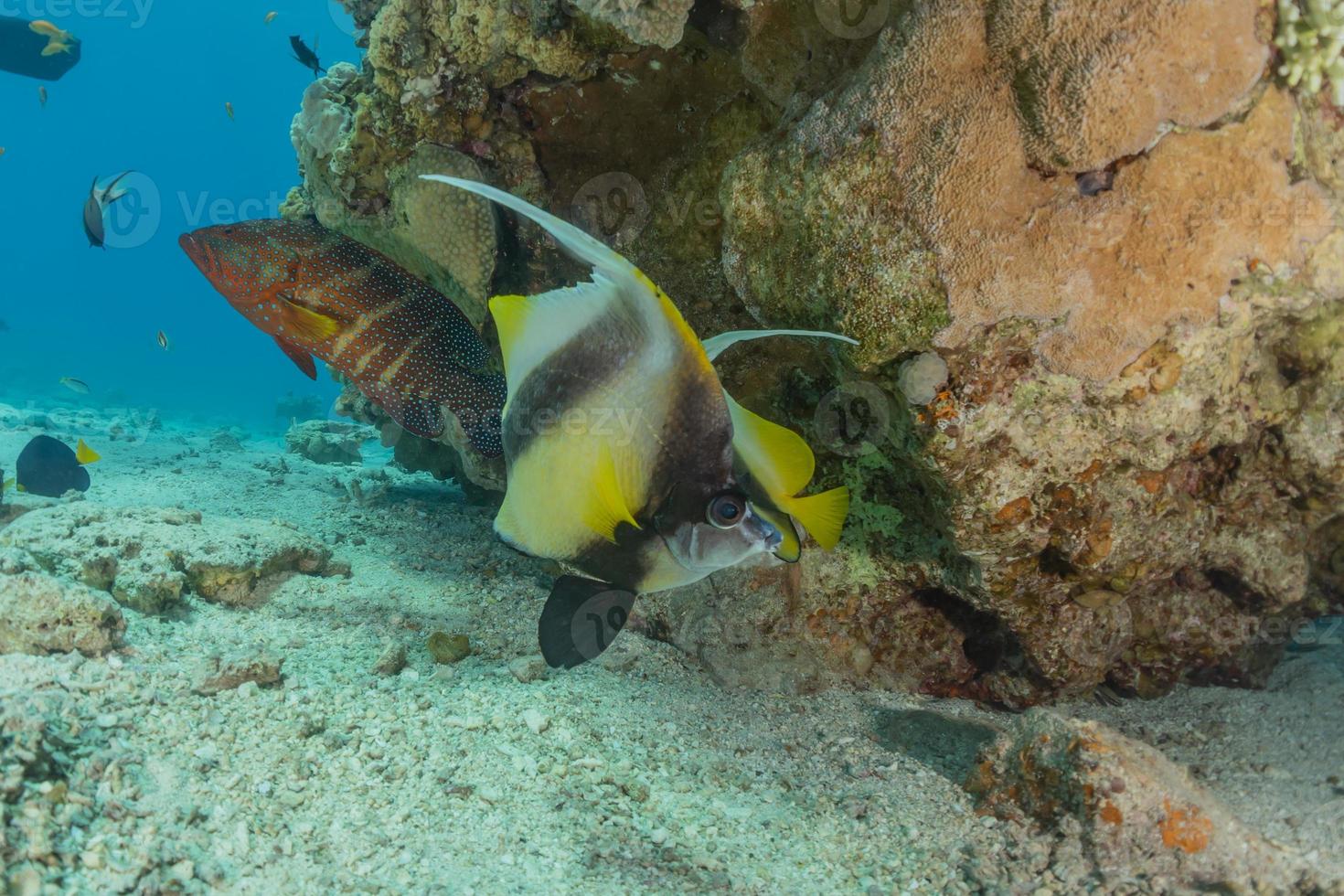 vissen zwemmen in de rode zee, kleurrijke vissen, eilat israel foto