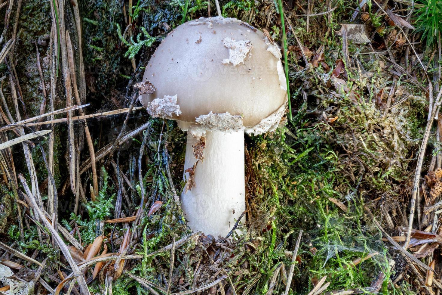 close-up van een paddenstoel tussen dennennaalden en gras foto
