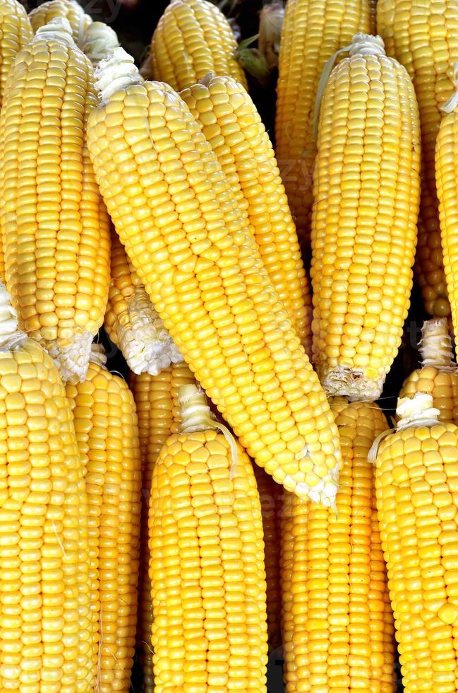 verse biologische maïs foto