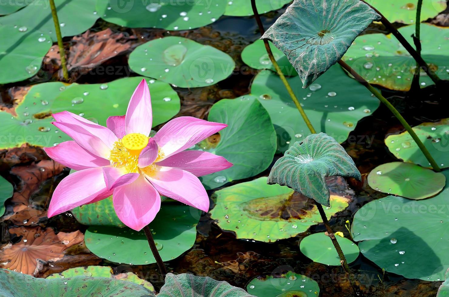 roze lotusbloesems of waterleliebloemen die op vijver bloeien foto