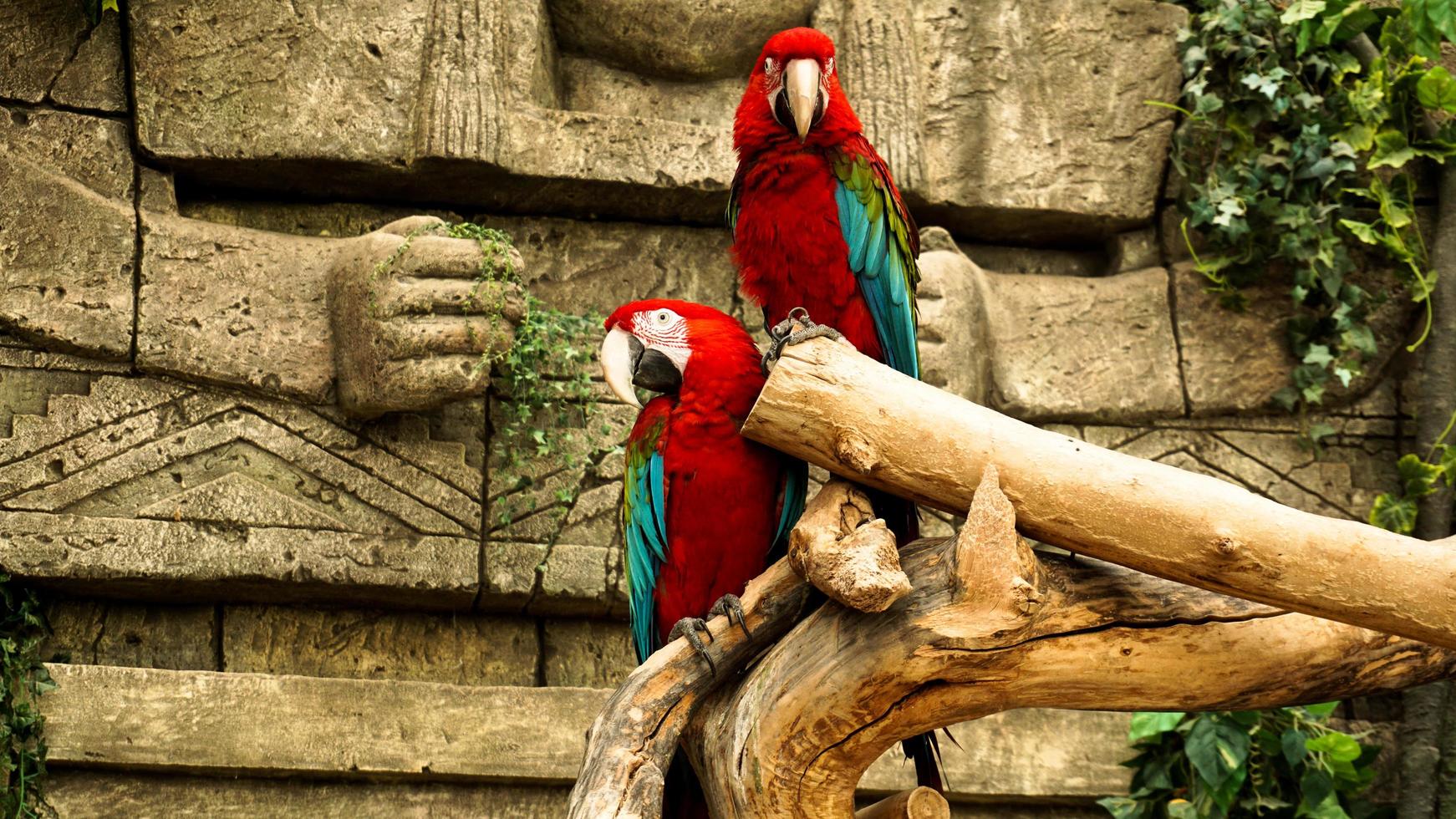 twee rode papegaaien ara op een tak. jungle achtergrond foto